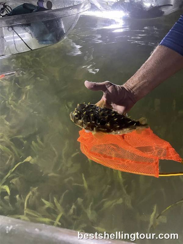 A hand holding a small fish in an orange net over seagrass