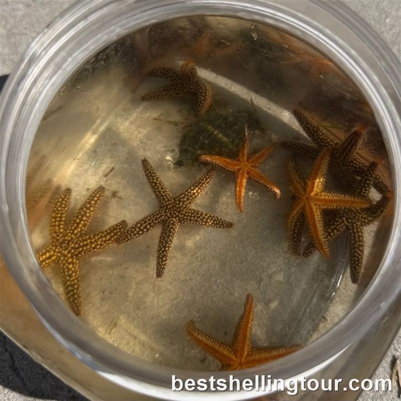 A jar of starfish collected for show-and-tell