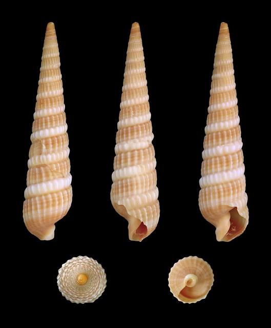 Auger shell found on Florida beaches