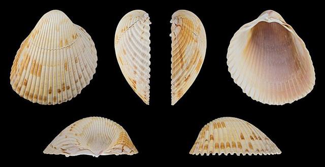 Cockle found on Florida beaches