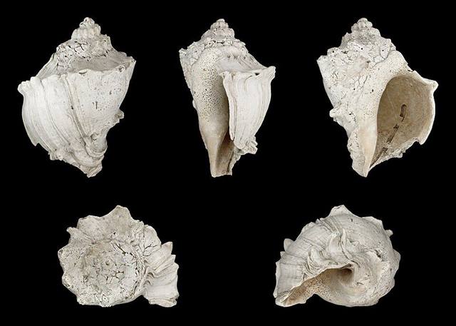 Crown conch found on Florida beaches
