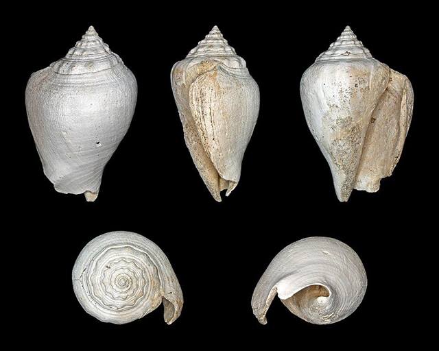 Fighting conch found on Florida beaches