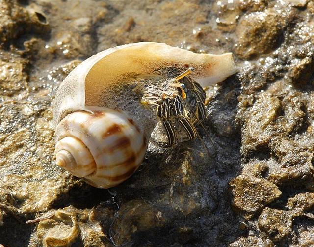Hermit crab found in Florida waters