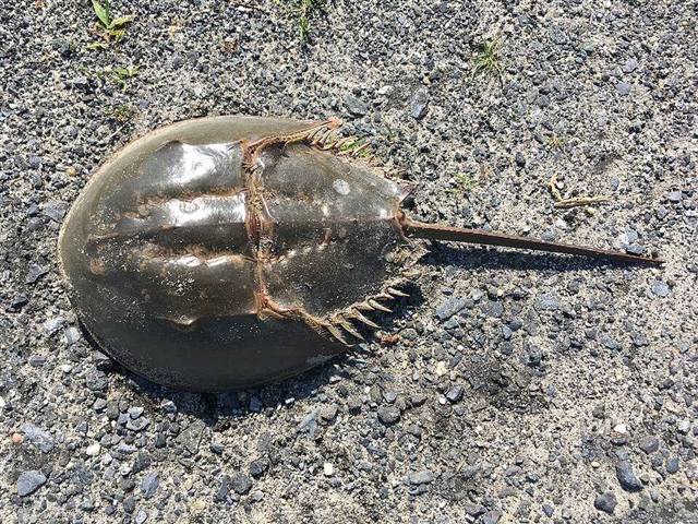 Horseshoe crab found in Florida waters