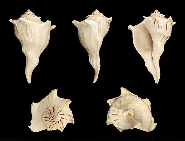Lightning whelk found on Florida beaches