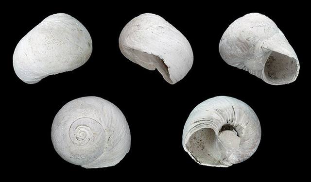 Moon snail found on Florida beaches