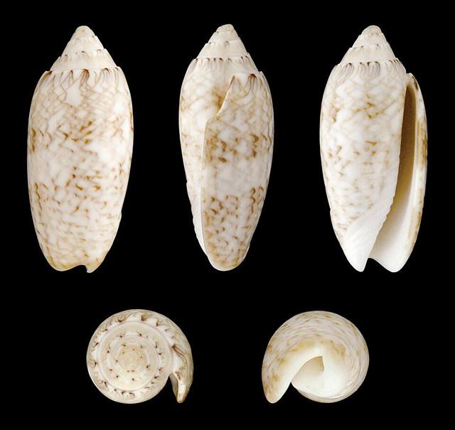 Olive shell found on Florida beaches