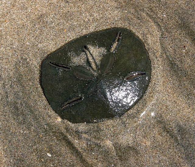 Sand dollar found on Florida beaches