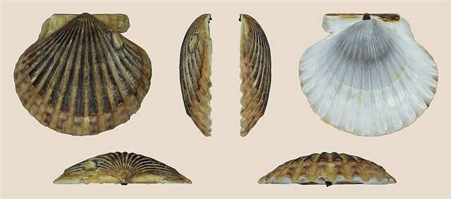 Scallop found on Florida beaches