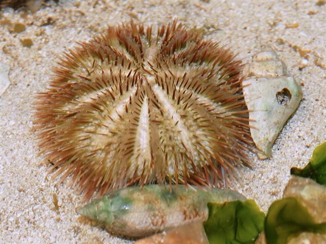 Sea urchin found in Florida waters