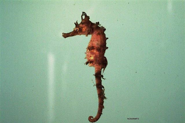 Seahorse found in Florida waters