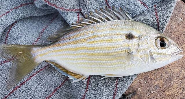 Small fish found in Florida waters