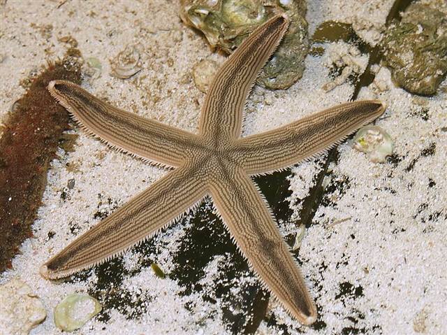 Starfish found in Florida waters