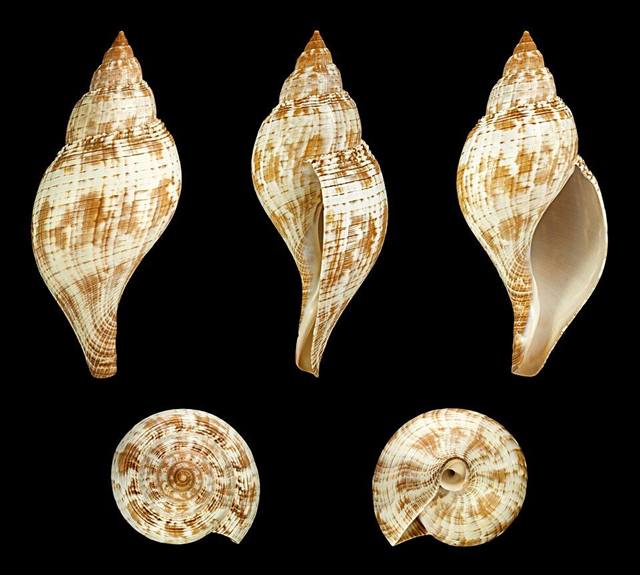 Tulip shell found on Florida beaches